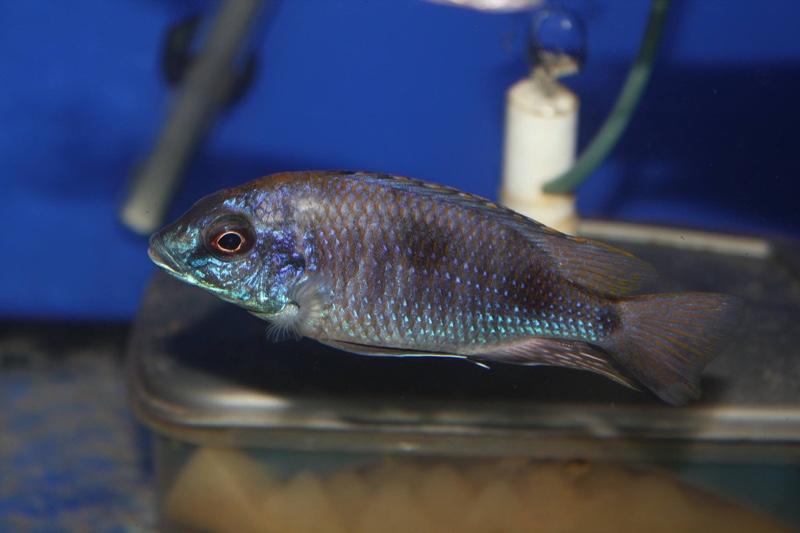 Otopharynx sp. 'auromarginatus mara' Mala Point